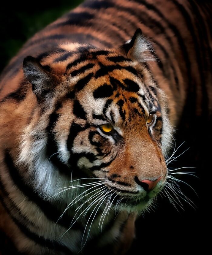 1839 Photography Awards: 22 Winning Animal Shots Worth Seeing