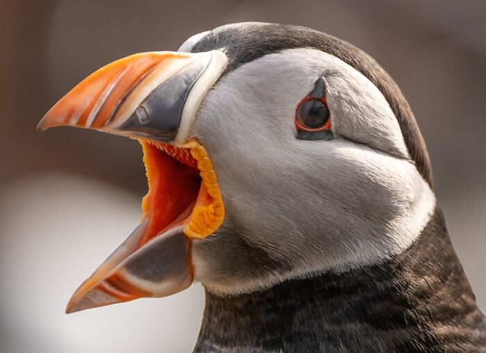1839 Photography Awards: 22 Winning Animal Shots Worth Seeing