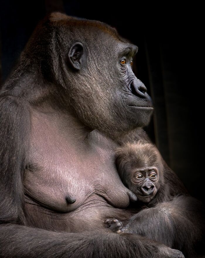 1839 Photography Awards: 22 Winning Animal Shots Worth Seeing