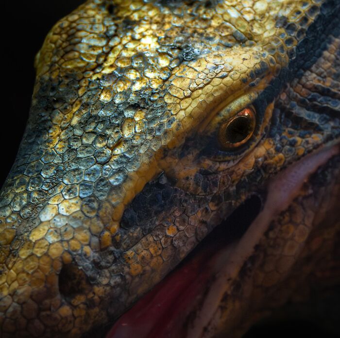 1839 Photography Awards: 22 Winning Animal Shots Worth Seeing