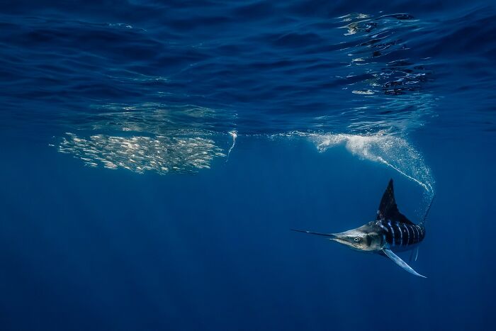 1839 Photography Awards: 22 Winning Animal Shots Worth Seeing