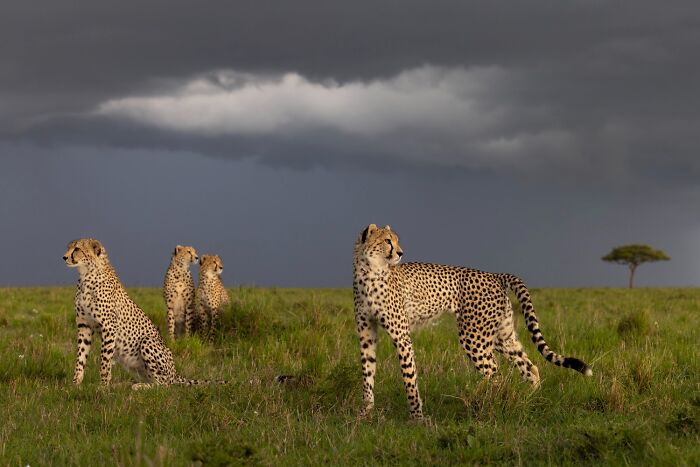 1839 Photography Awards: 22 Winning Animal Shots Worth Seeing