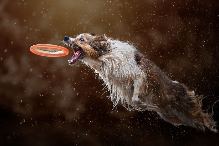 1839 Photography Awards: 22 Winning Animal Shots Worth Seeing