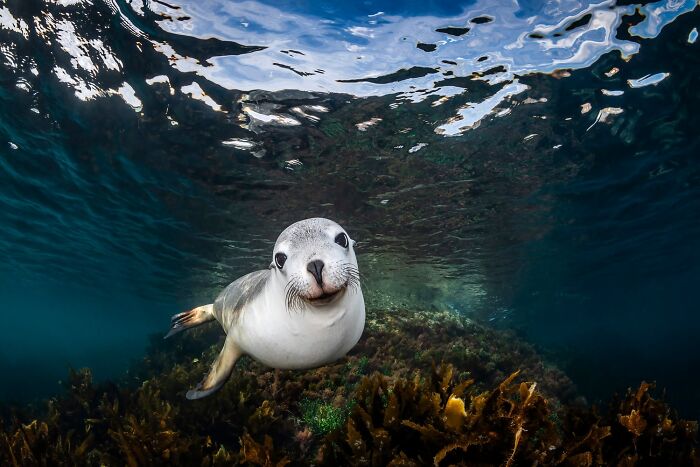 1839 Photography Awards: 22 Winning Animal Shots Worth Seeing