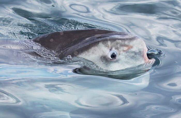 1839 Photography Awards: 22 Winning Animal Shots Worth Seeing
