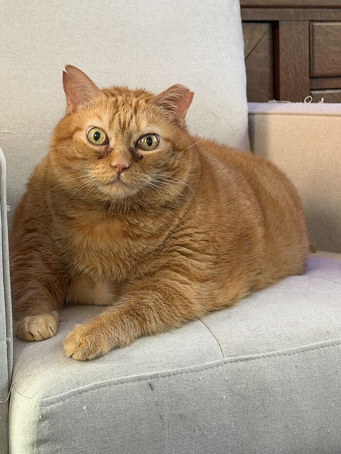 This Viral Overweight Rescue Cat Finally Found A Forever Home After Winning Hearts Around The World