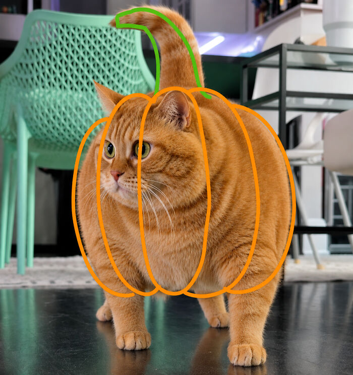 This Viral Overweight Rescue Cat Finally Found A Forever Home After Winning Hearts Around The World