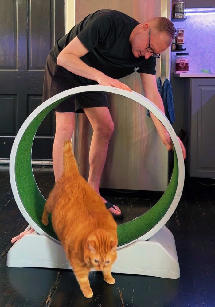 This Viral Overweight Rescue Cat Finally Found A Forever Home After Winning Hearts Around The World