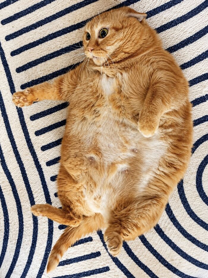 This Viral Overweight Rescue Cat Finally Found A Forever Home After Winning Hearts Around The World