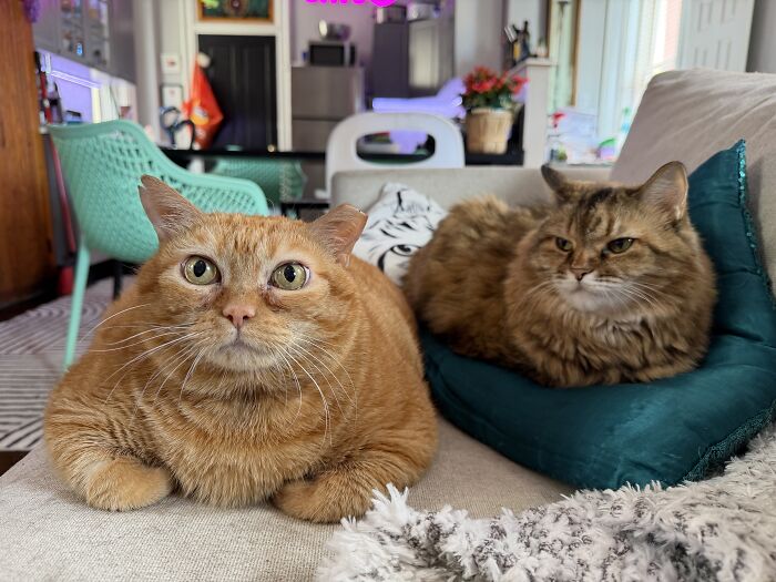 This Viral Overweight Rescue Cat Finally Found A Forever Home After Winning Hearts Around The World
