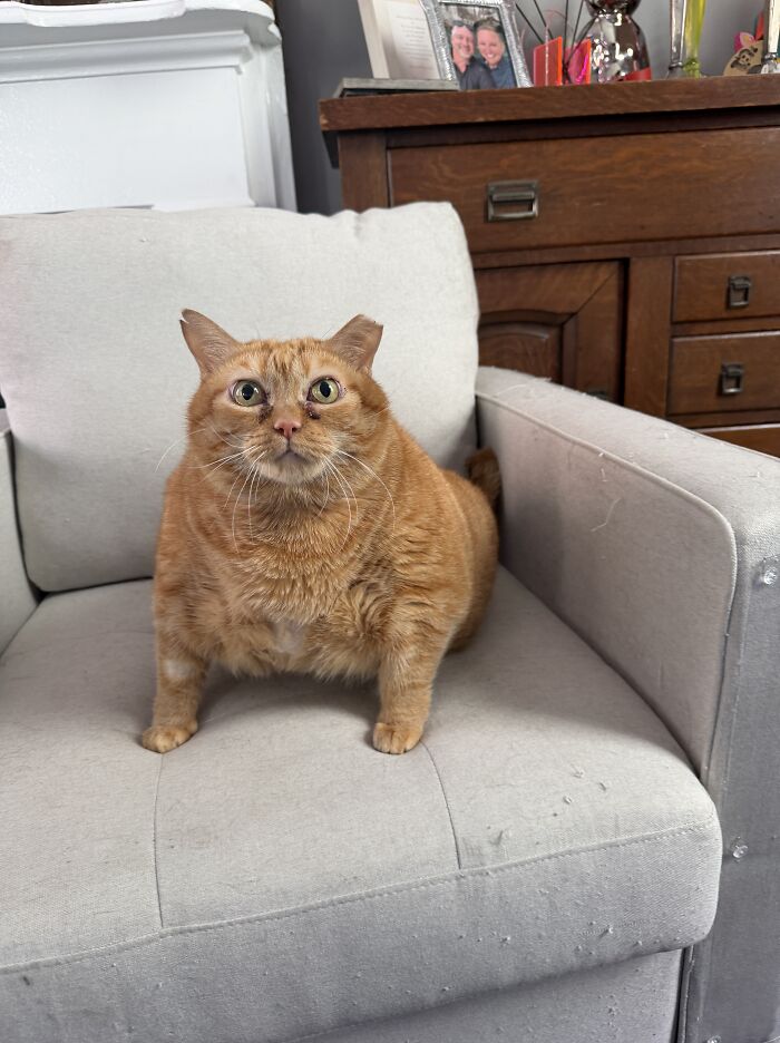 This Viral Overweight Rescue Cat Finally Found A Forever Home After Winning Hearts Around The World