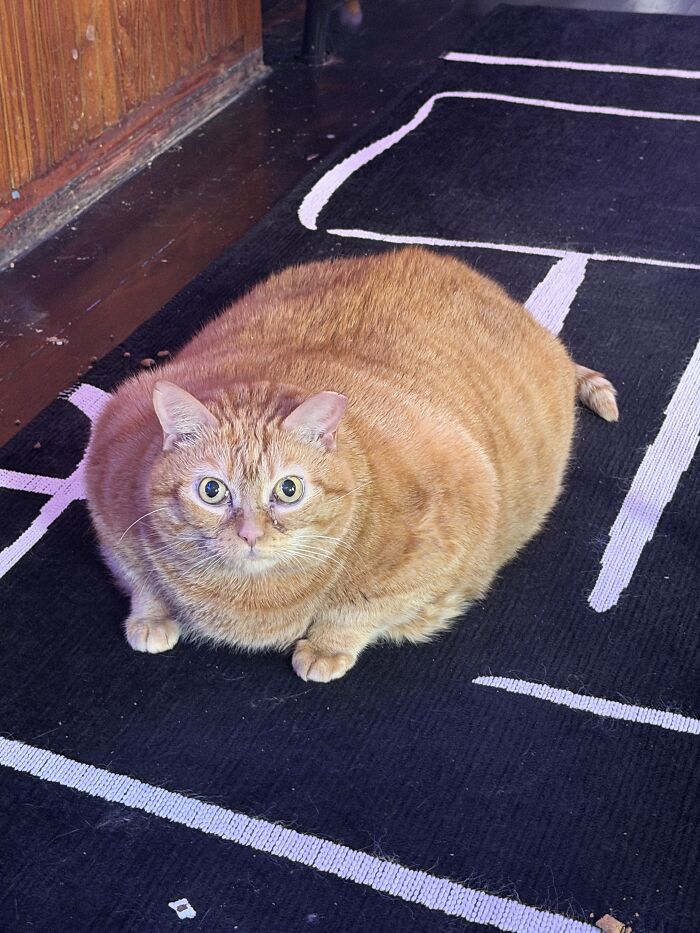 This Viral Overweight Rescue Cat Finally Found A Forever Home After Winning Hearts Around The World
