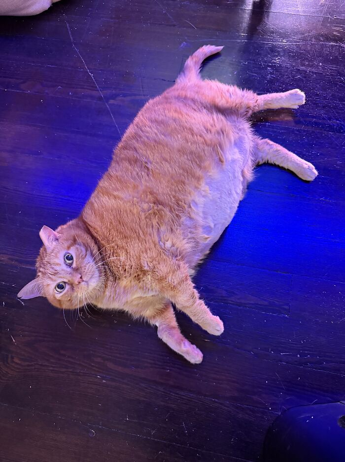 This Viral Overweight Rescue Cat Finally Found A Forever Home After Winning Hearts Around The World