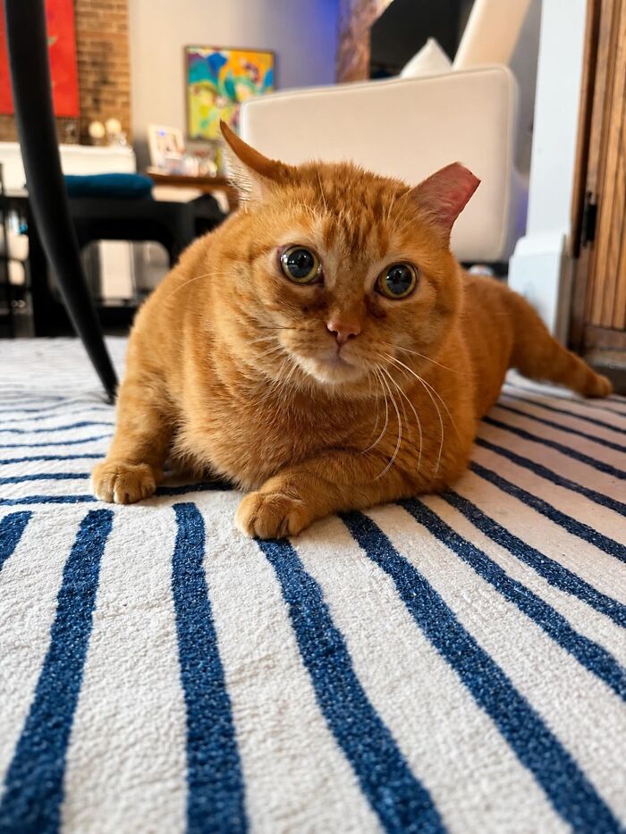 This Viral Overweight Rescue Cat Finally Found A Forever Home After Winning Hearts Around The World