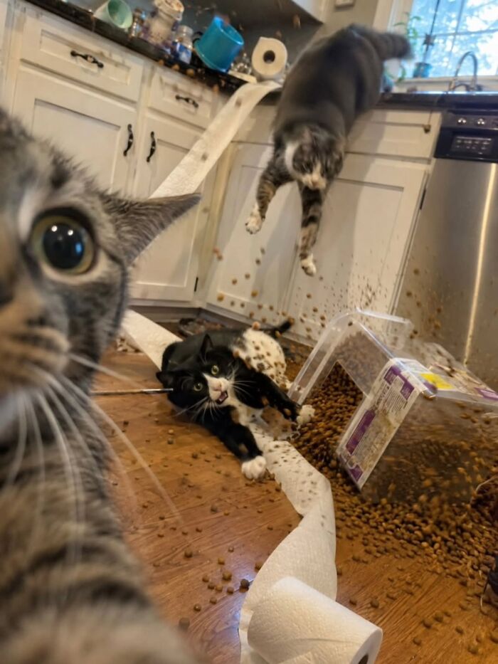 This Page Shared 45 New Funny Pics With Cats Who Have Absolutely No Respect For Rules Or Logic