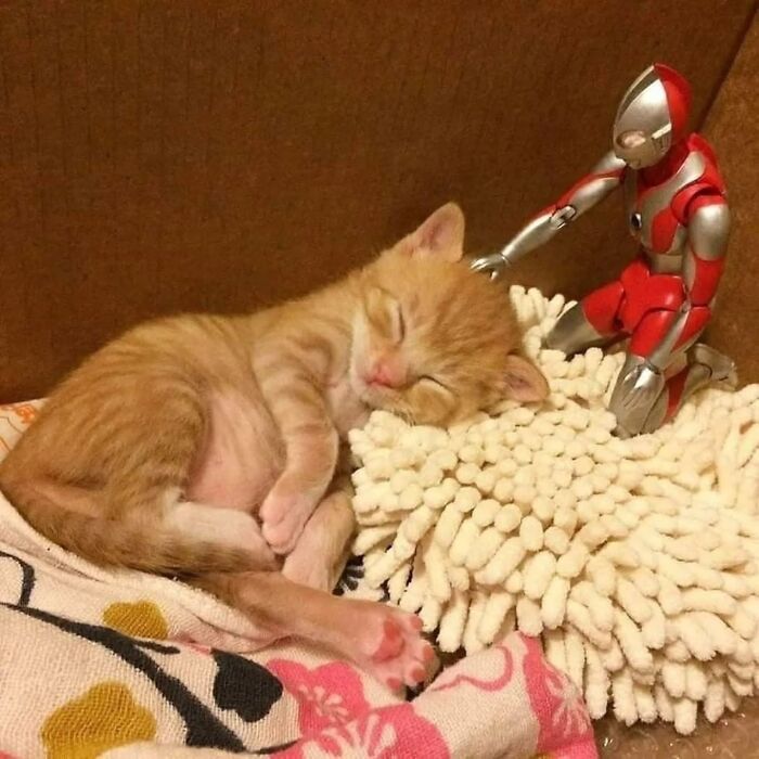This Page Shared 45 New Funny Pics With Cats Who Have Absolutely No Respect For Rules Or Logic