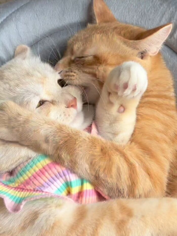 This Page Shared 45 New Funny Pics With Cats Who Have Absolutely No Respect For Rules Or Logic