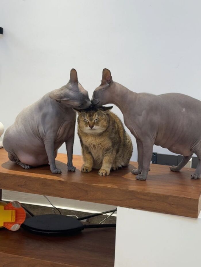 This Page Shared 45 New Funny Pics With Cats Who Have Absolutely No Respect For Rules Or Logic