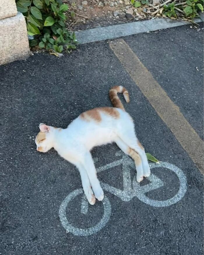 This Page Shared 45 New Funny Pics With Cats Who Have Absolutely No Respect For Rules Or Logic