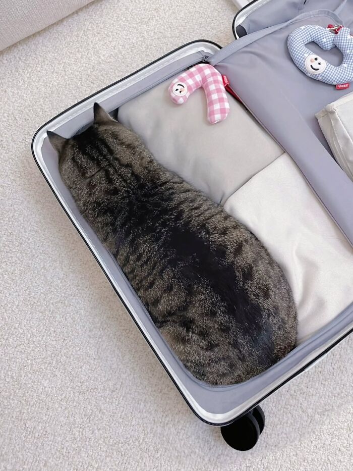 This Page Shared 45 New Funny Pics With Cats Who Have Absolutely No Respect For Rules Or Logic