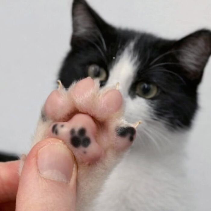 This Page Shared 45 New Funny Pics With Cats Who Have Absolutely No Respect For Rules Or Logic