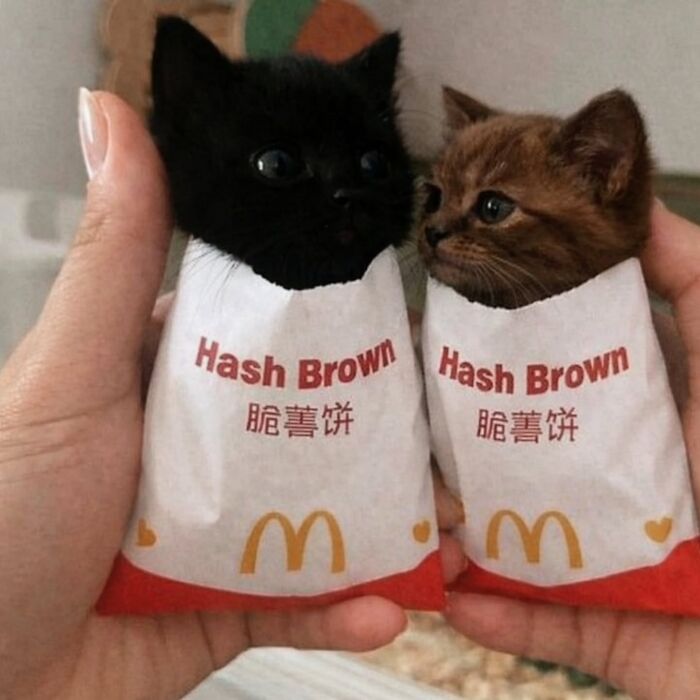 This Page Shared 45 New Funny Pics With Cats Who Have Absolutely No Respect For Rules Or Logic