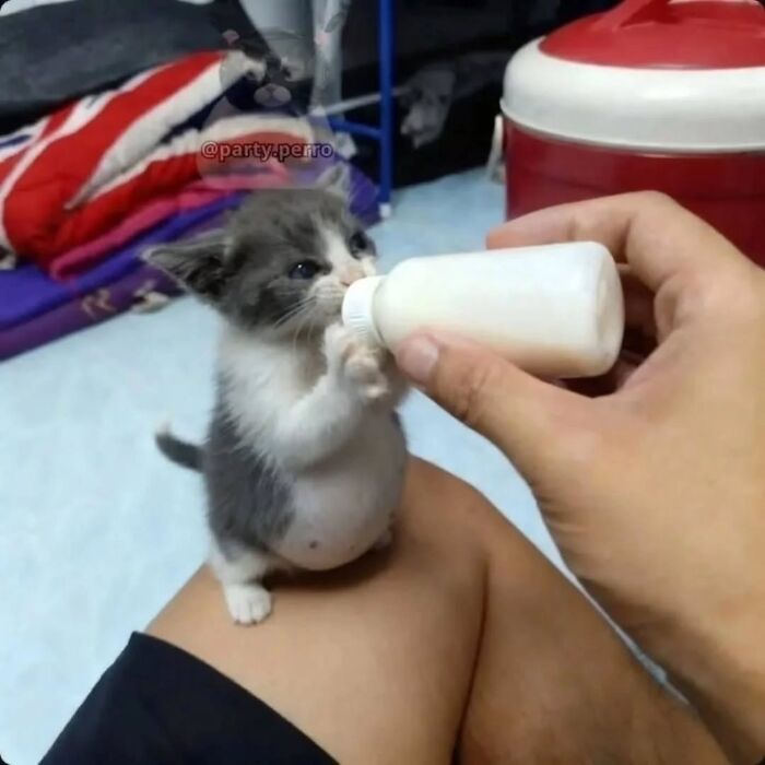 This Page Shared 45 New Funny Pics With Cats Who Have Absolutely No Respect For Rules Or Logic