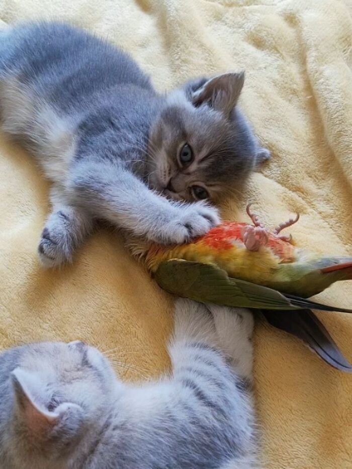 This Page Shared 45 New Funny Pics With Cats Who Have Absolutely No Respect For Rules Or Logic