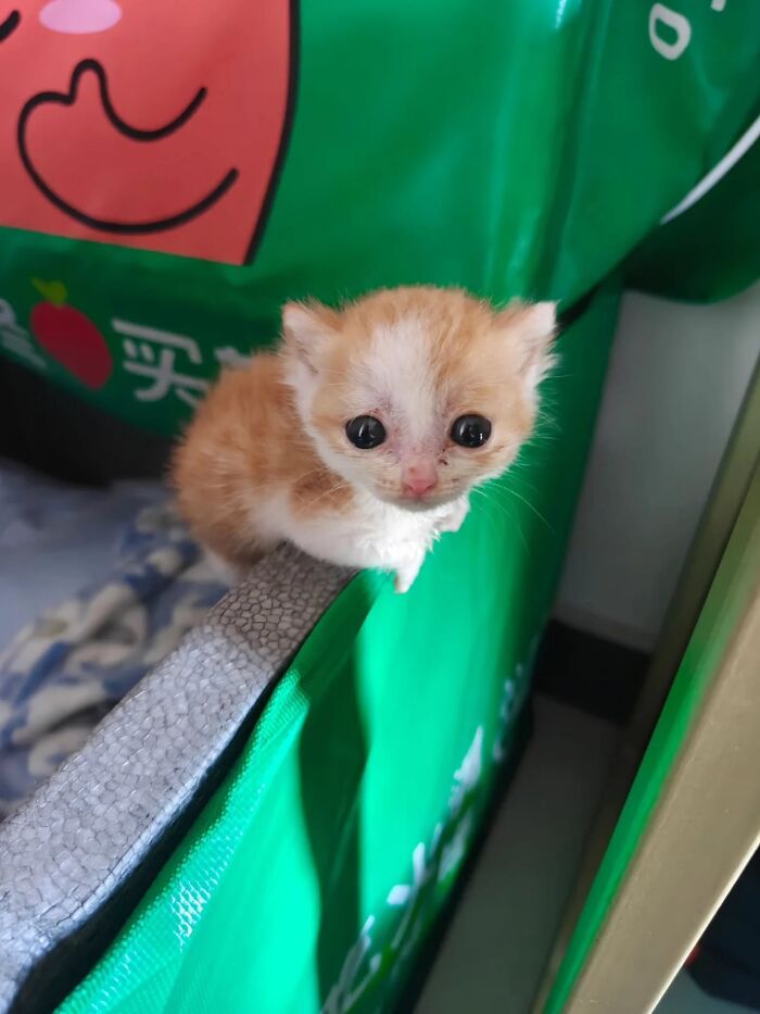This Page Shared 45 New Funny Pics With Cats Who Have Absolutely No Respect For Rules Or Logic
