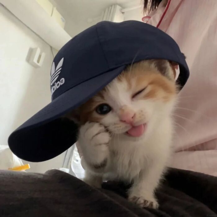 This Page Shared 45 New Funny Pics With Cats Who Have Absolutely No Respect For Rules Or Logic