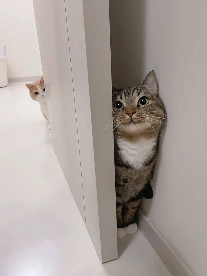 This Page Shared 45 New Funny Pics With Cats Who Have Absolutely No Respect For Rules Or Logic