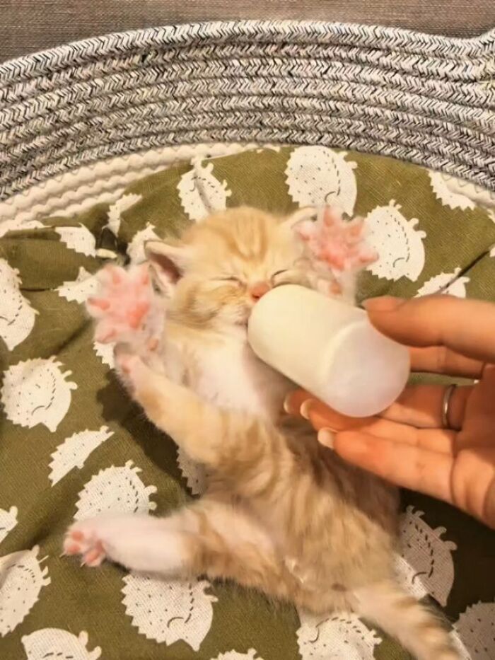 This Page Shared 45 New Funny Pics With Cats Who Have Absolutely No Respect For Rules Or Logic