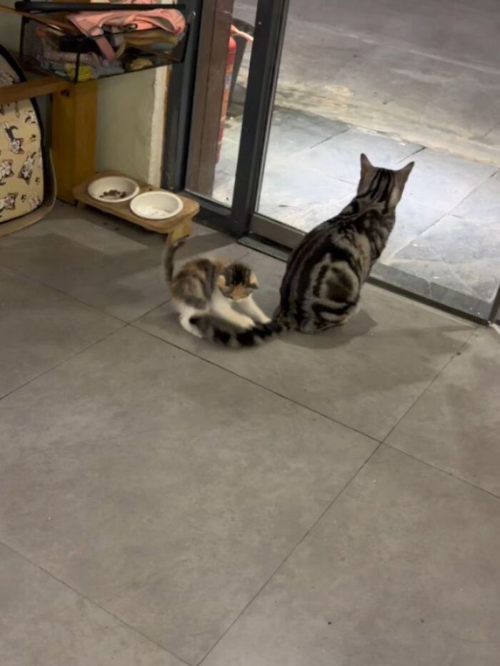 This Page Shared 45 New Funny Pics With Cats Who Have Absolutely No Respect For Rules Or Logic