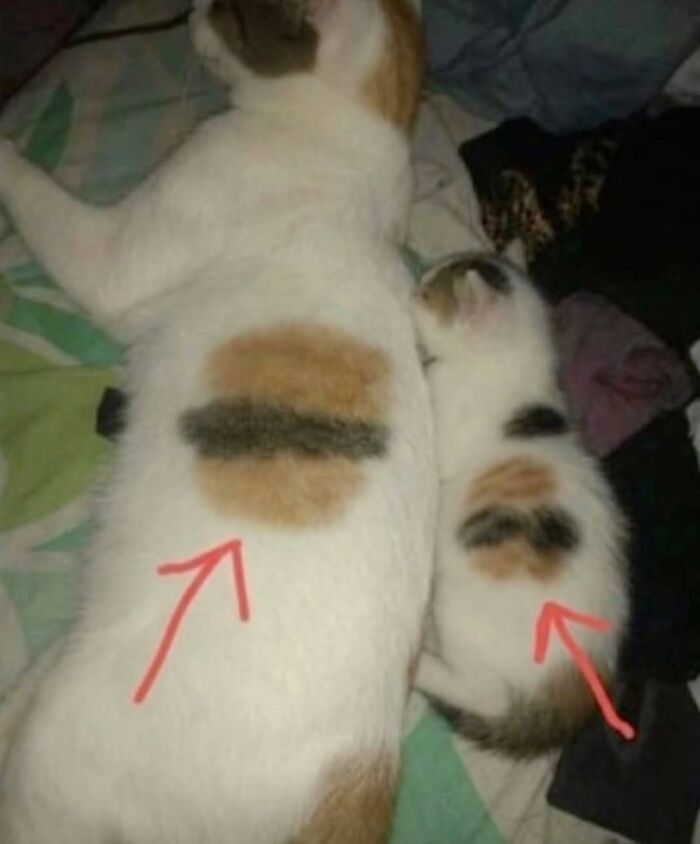 This Page Shared 45 New Funny Pics With Cats Who Have Absolutely No Respect For Rules Or Logic