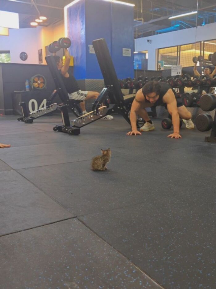 This Page Shared 45 New Funny Pics With Cats Who Have Absolutely No Respect For Rules Or Logic