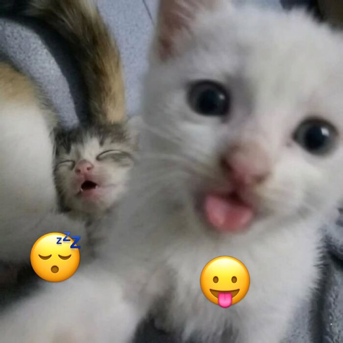 This Page Shared 45 New Funny Pics With Cats Who Have Absolutely No Respect For Rules Or Logic