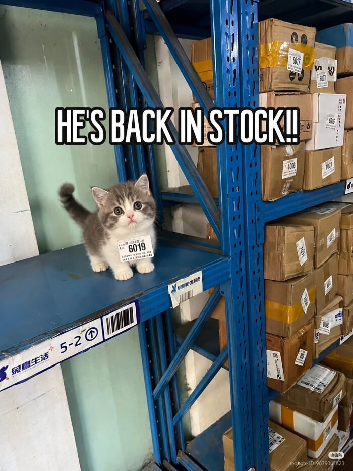 This Page Shared 45 New Funny Pics With Cats Who Have Absolutely No Respect For Rules Or Logic
