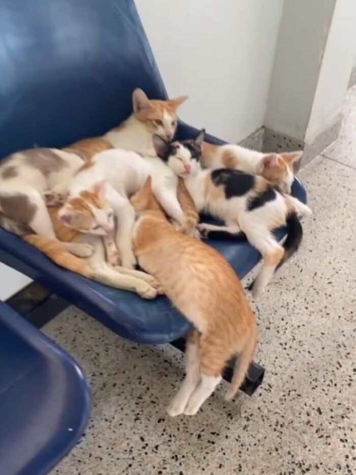 This Page Shared 45 New Funny Pics With Cats Who Have Absolutely No Respect For Rules Or Logic