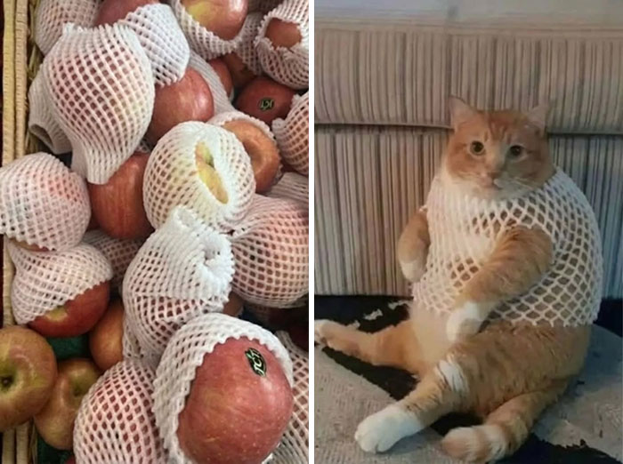 This Page Shared 45 New Funny Pics With Cats Who Have Absolutely No Respect For Rules Or Logic