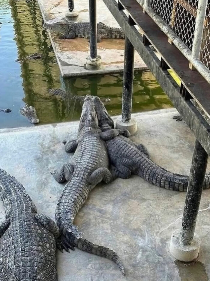 93 Photos That Are So Great, They Became Legends Of The Internet