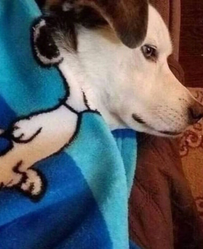 93 Photos That Are So Great, They Became Legends Of The Internet