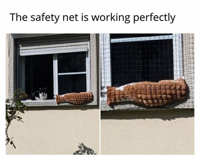 67 Entertaining Cat Memes That Prove The World Would Be A Boring Place Without Them