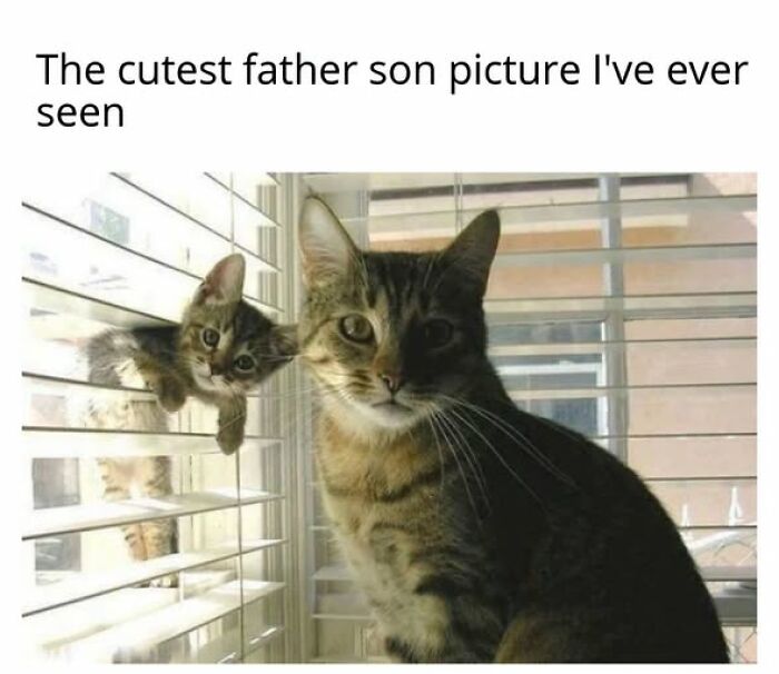 67 Entertaining Cat Memes That Prove The World Would Be A Boring Place Without Them
