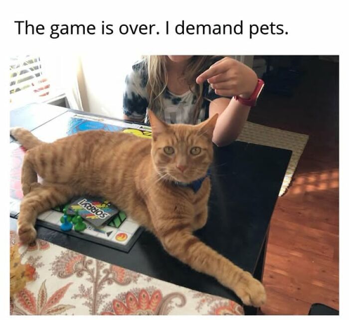 67 Entertaining Cat Memes That Prove The World Would Be A Boring Place Without Them