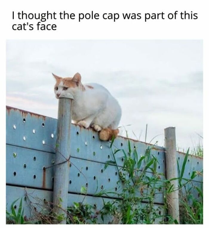67 Entertaining Cat Memes That Prove The World Would Be A Boring Place Without Them