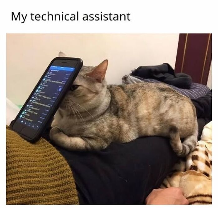 67 Entertaining Cat Memes That Prove The World Would Be A Boring Place Without Them