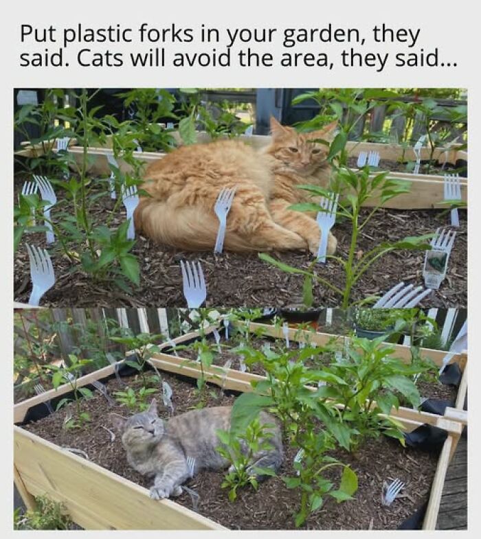 67 Entertaining Cat Memes That Prove The World Would Be A Boring Place Without Them