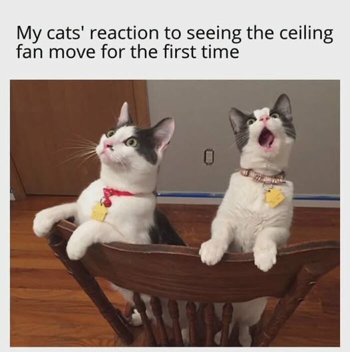 67 Entertaining Cat Memes That Prove The World Would Be A Boring Place Without Them