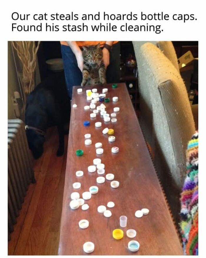 67 Entertaining Cat Memes That Prove The World Would Be A Boring Place Without Them