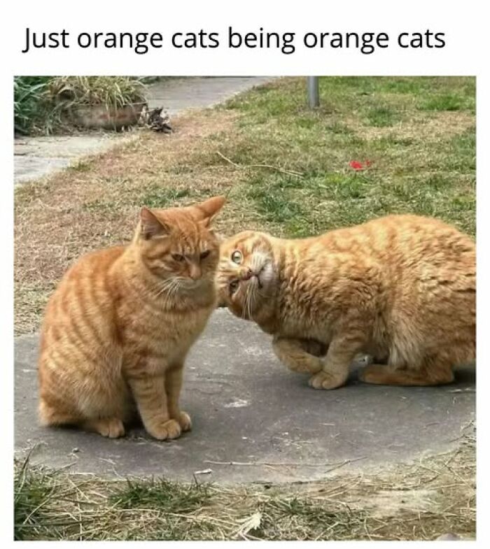 67 Entertaining Cat Memes That Prove The World Would Be A Boring Place Without Them